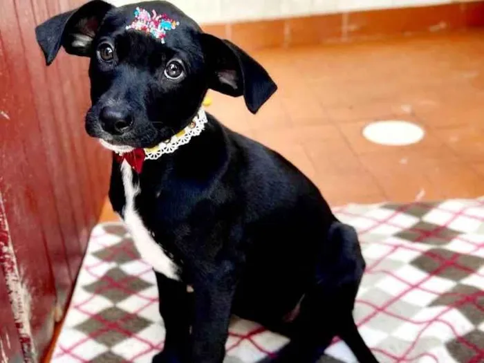 Cachorro raça SRD  idade 2 a 6 meses nome Milli