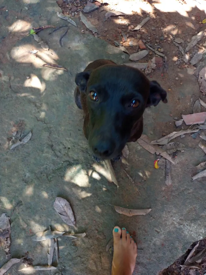 Cachorro ra a SRD-ViraLata idade 1 ano nome Duda