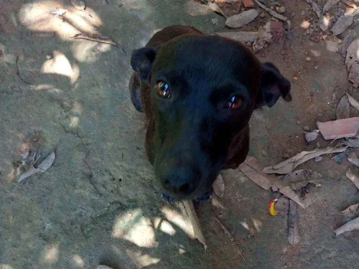 Cachorro ra a SRD-ViraLata idade 1 ano nome Duda