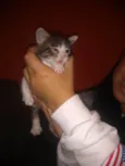 Tigre