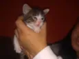 Tigre