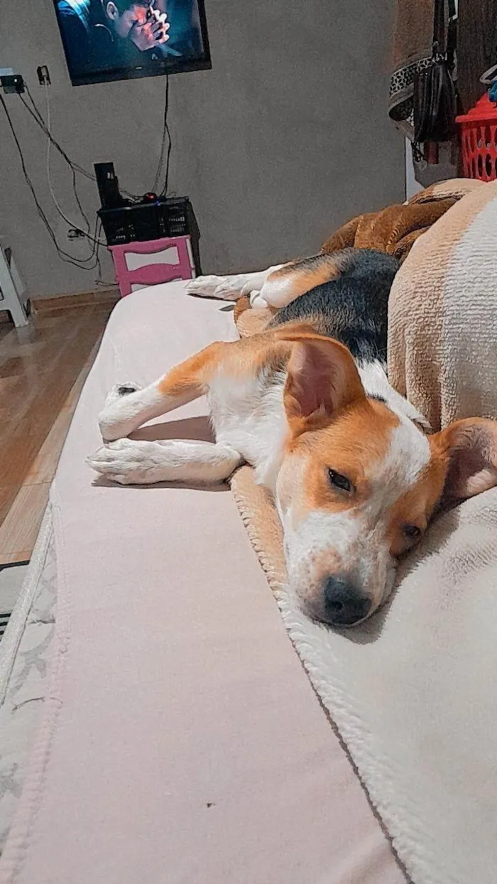 Cachorro ra a Viralata idade 5 anos nome Pérola 