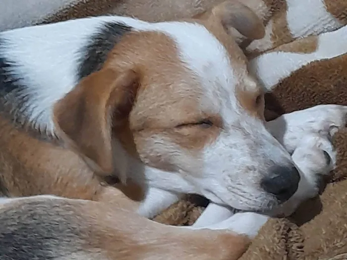 Cachorro ra a Viralata idade 5 anos nome Pérola 