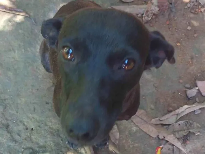 Cachorro ra a SRD-ViraLata idade 1 ano nome Duda