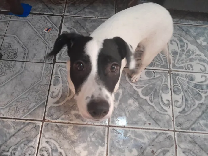 Cachorro ra a Mestrada Bitbull idade 7 a 11 meses nome Larinha