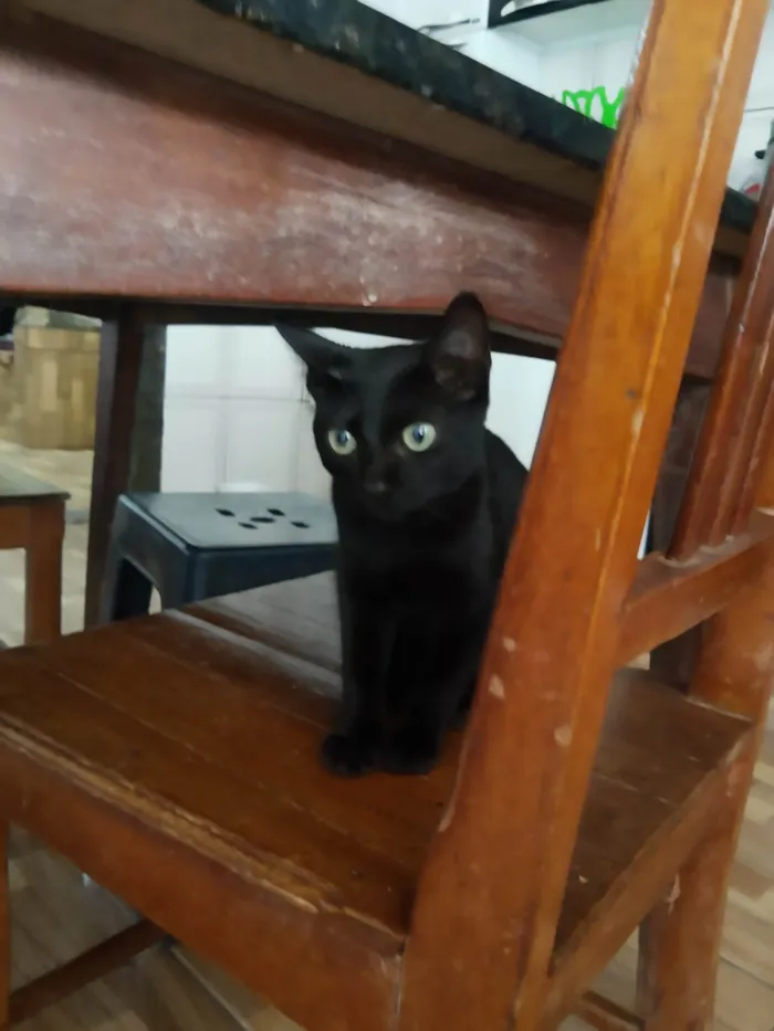 Gato ra a Vira lata idade 2 a 6 meses nome Não tem nome 