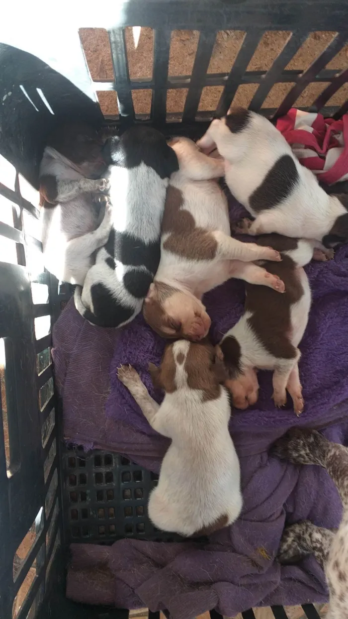 Cachorro ra a Vira lata idade Abaixo de 2 meses nome Ainda sem nomes