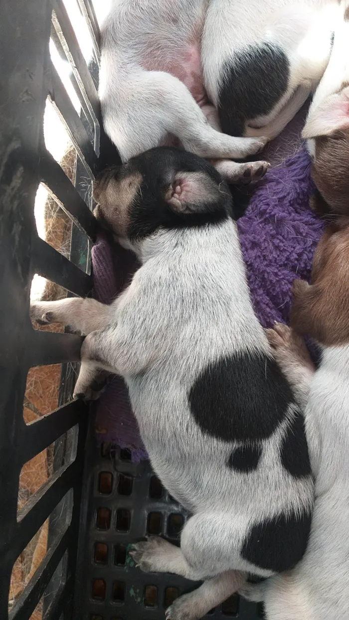 Cachorro ra a Vira lata idade Abaixo de 2 meses nome Ainda sem nomes