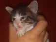 Tigre