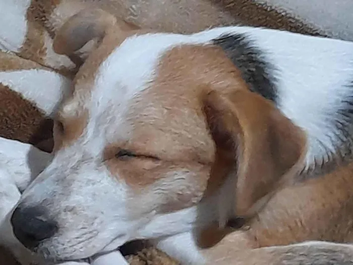 Cachorro ra a Viralata idade 5 anos nome Pérola 