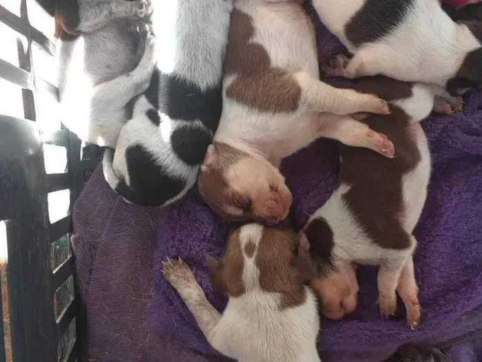 Cachorro ra a Vira lata idade Abaixo de 2 meses nome Ainda sem nomes