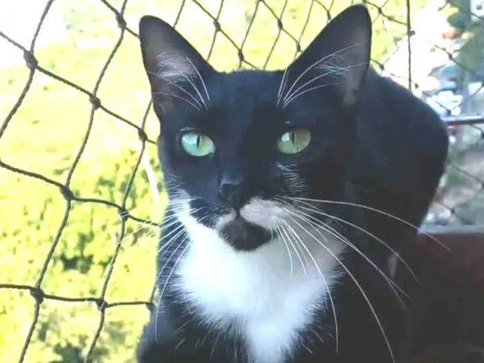 Gato ra a Srd idade 2 anos nome Elisa
