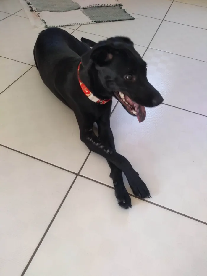 Cachorro ra a SRD-ViraLata idade 2 a 6 meses nome Cj