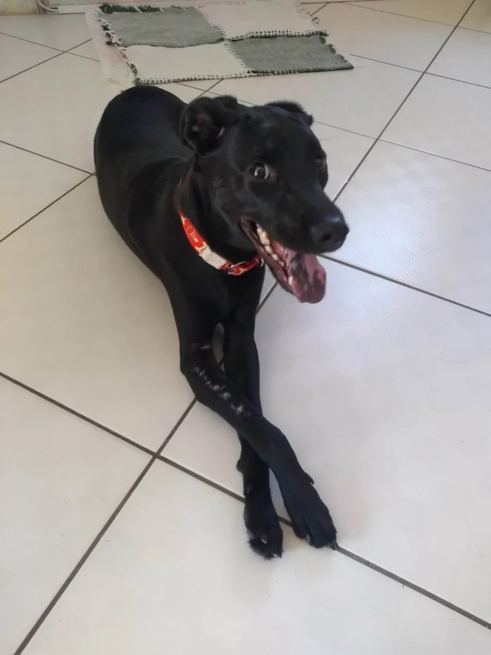 Cachorro ra a SRD-ViraLata idade 2 a 6 meses nome Cj