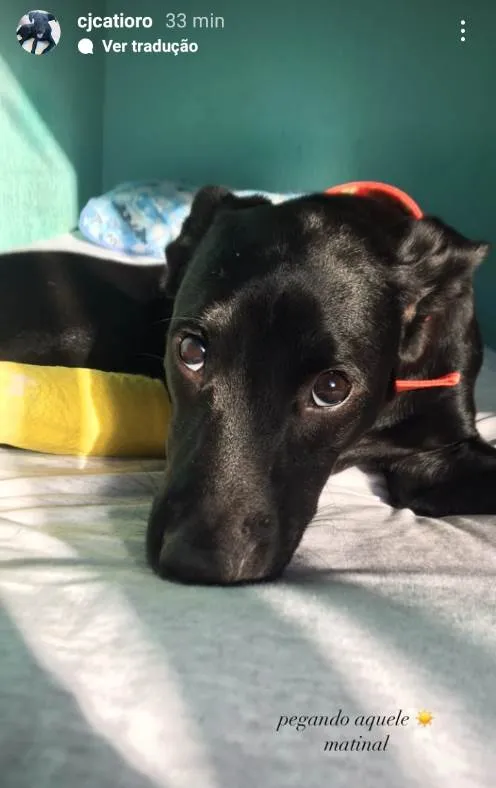 Cachorro ra a SRD-ViraLata idade 2 a 6 meses nome Cj