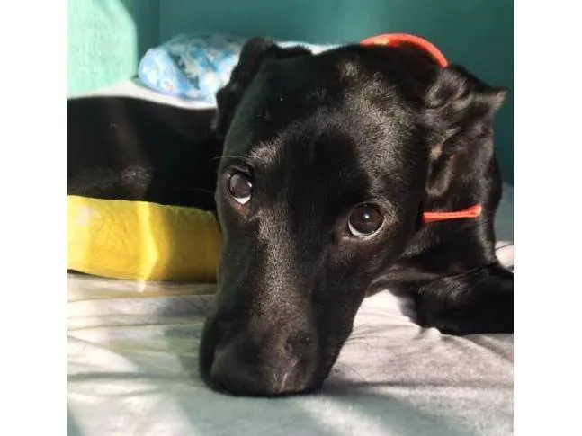 Cachorro ra a SRD-ViraLata idade 2 a 6 meses nome Cj