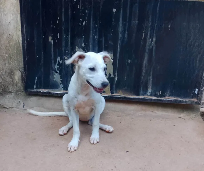 Cachorro ra a SRD-ViraLata idade 2 a 6 meses nome Stela Oliveira 