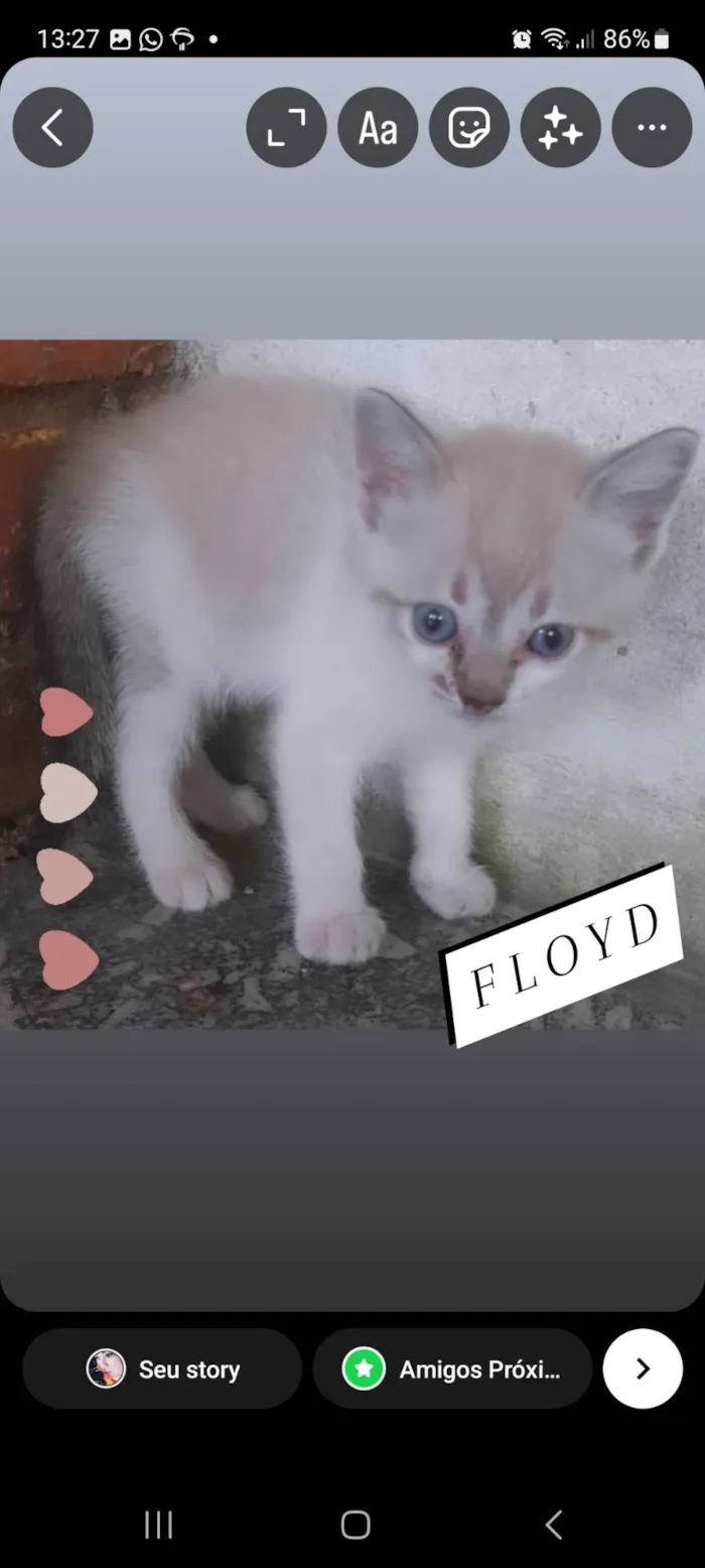 Gato ra a Srd idade Abaixo de 2 meses nome Pink e Floyd