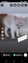 Pink e Floyd