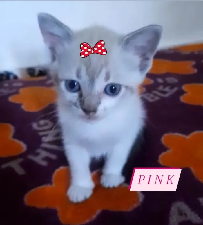 Gato ra a Srd idade Abaixo de 2 meses nome Pink e Floyd
