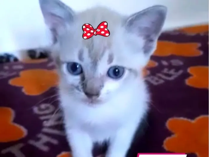 Gato ra a Srd idade Abaixo de 2 meses nome Pink e Floyd