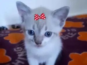 Gato raça Srd idade Abaixo de 2 meses nome Pink e Floyd