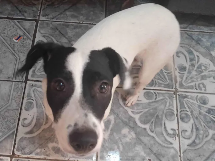 Cachorro ra a Mestrada Bitbull idade 7 a 11 meses nome Larinha