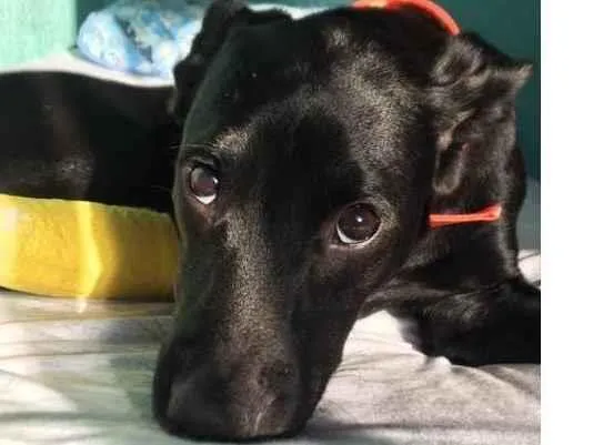 Cachorro ra a SRD-ViraLata idade 2 a 6 meses nome Cj