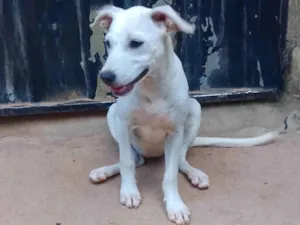 Cachorro raça SRD-ViraLata idade 2 a 6 meses nome Stela Oliveira 