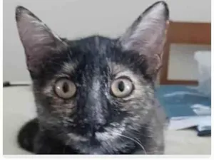 Gato raça srd escaminha rosét  idade 7 a 11 meses nome CACAU