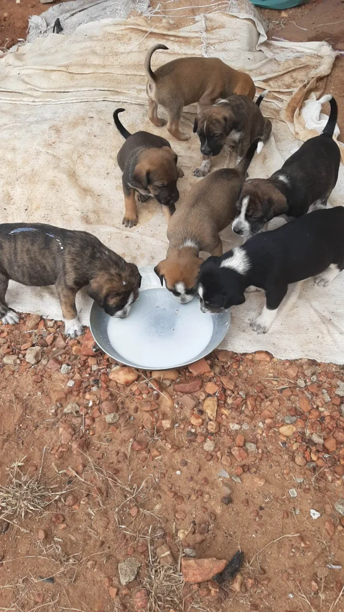 Cachorro ra a SRD-ViraLata idade Abaixo de 2 meses nome Filhotes