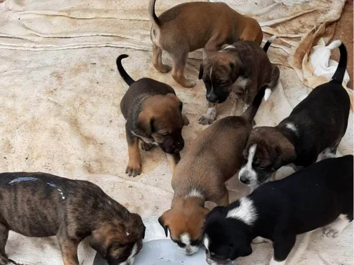 Cachorro ra a SRD-ViraLata idade Abaixo de 2 meses nome Filhotes