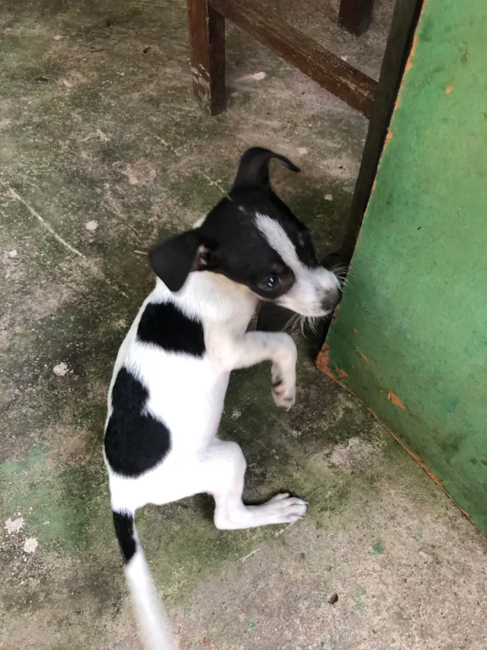 Cachorro ra a Vira lata  idade 2 a 6 meses nome Bruce 