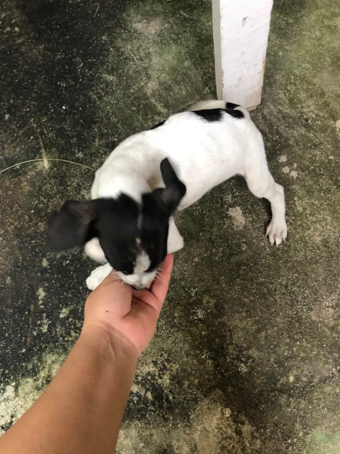 Cachorro ra a Vira lata  idade 2 a 6 meses nome Bruce 