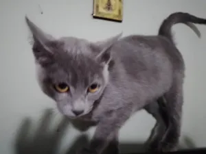 Gato raça Srd idade 2 a 6 meses nome Amy