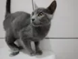 Gato raça Srd idade 2 a 6 meses nome Amy