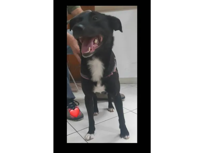 Cachorro ra a SRD-ViraLata idade 1 ano nome Neguinho