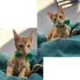 Gato raça SRD-ViraLata idade 2 a 6 meses nome Théo