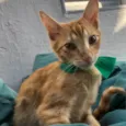 Gato raça SRD-ViraLata idade 2 a 6 meses nome Théo