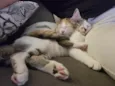 Luke e Léia