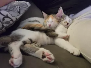 Gato raça SRD-ViraLata idade 2 a 6 meses nome Luke e Léia