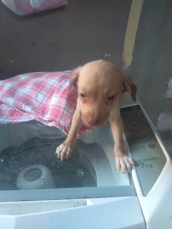 Cachorro ra a Sem raça  idade 2 a 6 meses nome Sem nome 