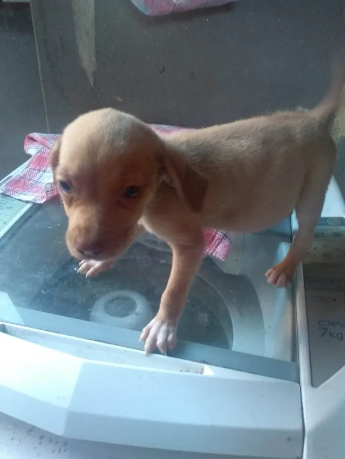 Cachorro ra a Sem raça  idade 2 a 6 meses nome Sem nome 