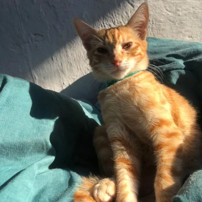Gato raça SRD-ViraLata idade 2 a 6 meses nome Ralf