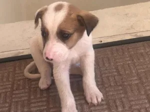 Cachorro raça SRD-ViraLata idade Abaixo de 2 meses nome Blankito