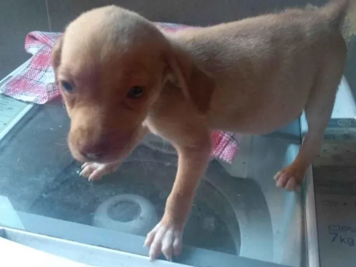 Cachorro ra a Sem raça  idade 2 a 6 meses nome Sem nome 
