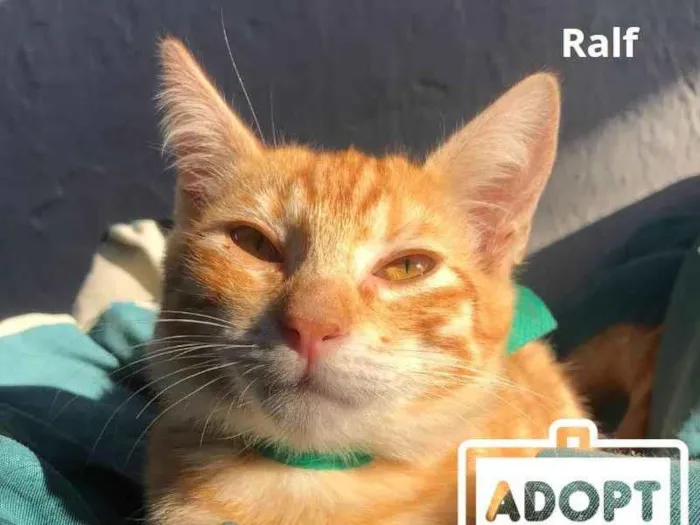 Gato raça SRD-ViraLata idade 2 a 6 meses nome Ralf