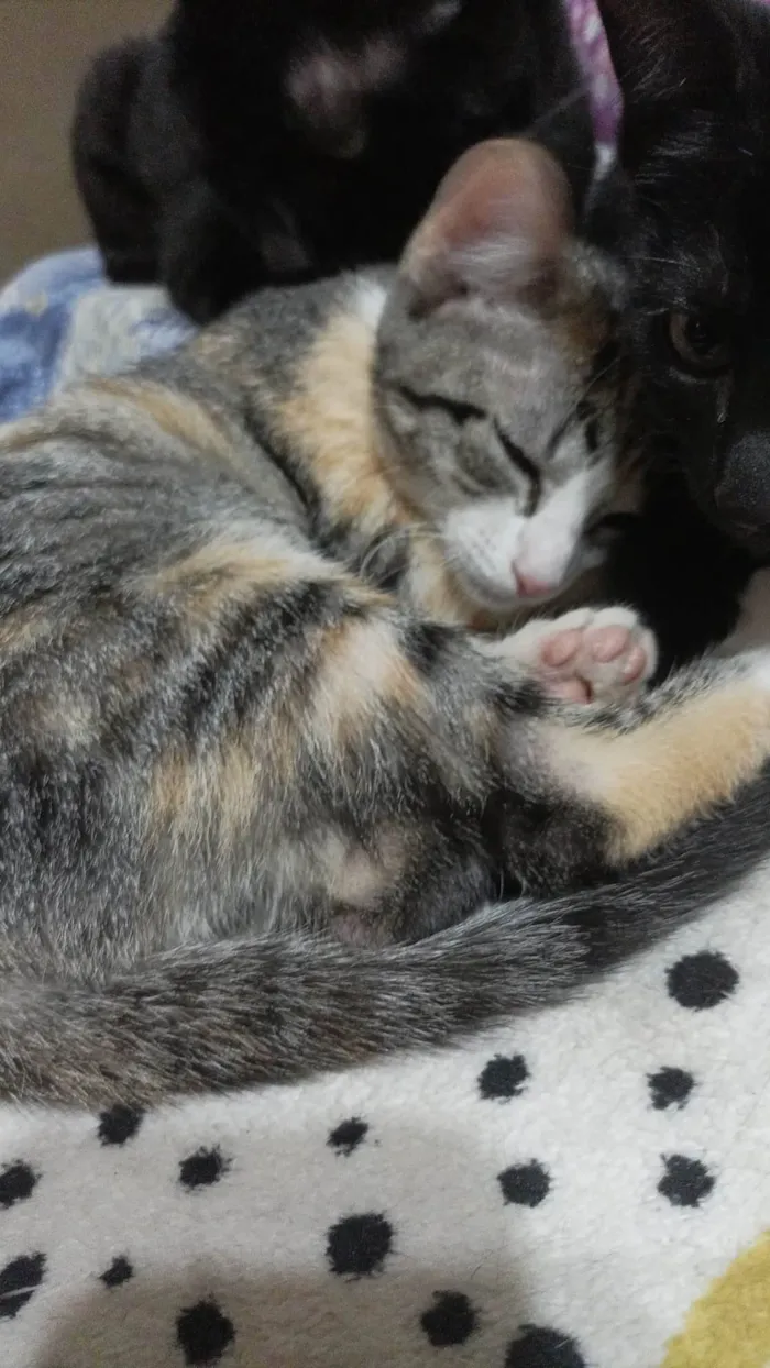 Gato raça SRD-ViraLata idade 2 a 6 meses nome Frida