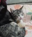 Gato raça SRD-ViraLata idade 2 a 6 meses nome Frida