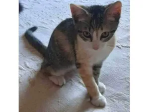 Gato raça SRD-ViraLata idade 2 a 6 meses nome Frida
